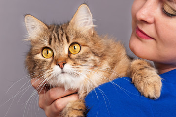 Siberian cat