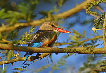 Grey-headed Kingfisher