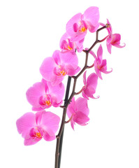 Naklejka na ściany i meble Orchid flower isolated on white