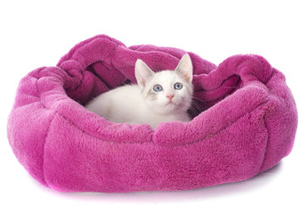 white kitten in cushion © cynoclub