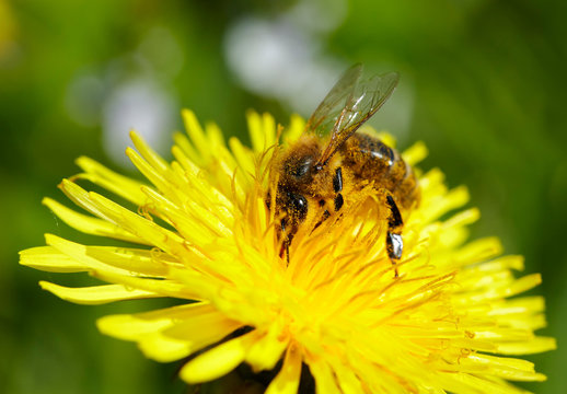 Honeybee on yellow dandelion.