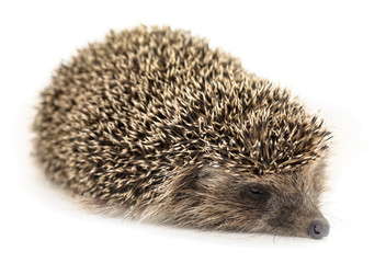 European hedgehog on white background