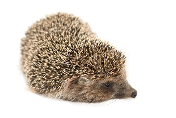 European hedgehog on white background