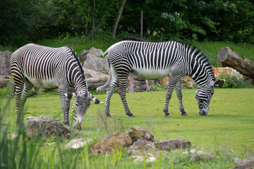 Fototapeta na wymiar zwei Zebras