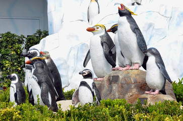 Penguins on ice