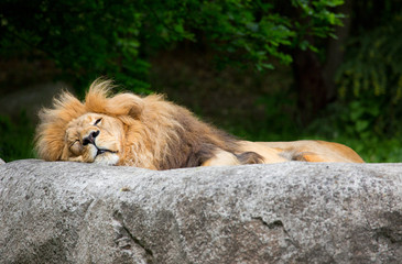 Fototapeta premium schlafender Löwe