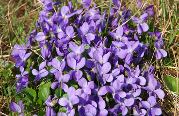 Violets flower