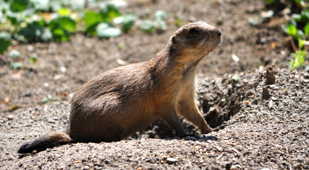 view of animals - whiz in the nature