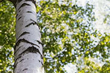 Fototapeta premium birch trunk on deciduous background