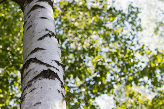 birch trunk on deciduous background