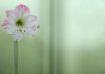Amaryllis 3