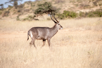Naklejka na ściany i meble oryx antelope