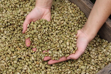 Kaffee in Pergamentschicht - Kaffeeaufbereitung