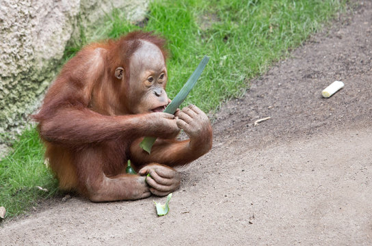 essender Orang Utan