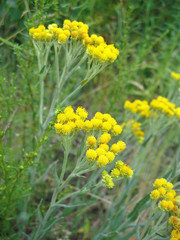 Flowers of helichrysum arenarium closeup
