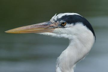 Grey Heron, Ardea cinerea