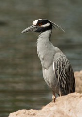 Yellow-crowned Night Heron