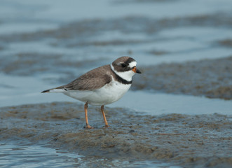 Semipalmated Plover