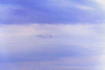 Bird high in the blue sky