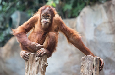 lustiger Orang Utan
