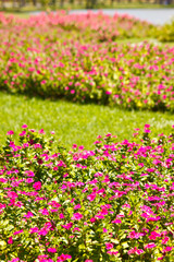 the beautiful flower in garden