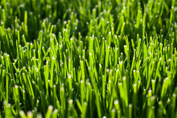 Fototapeta na wymiar cut grass