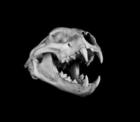 Cougar Skull