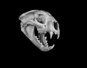Obraz premium Cougar Skull