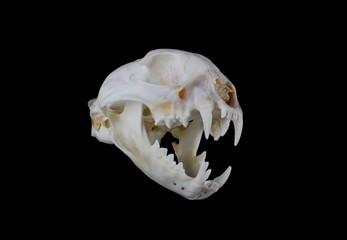 Fototapeta premium Bobcat Skull