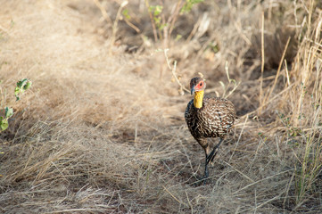 francolinus leucoscepus