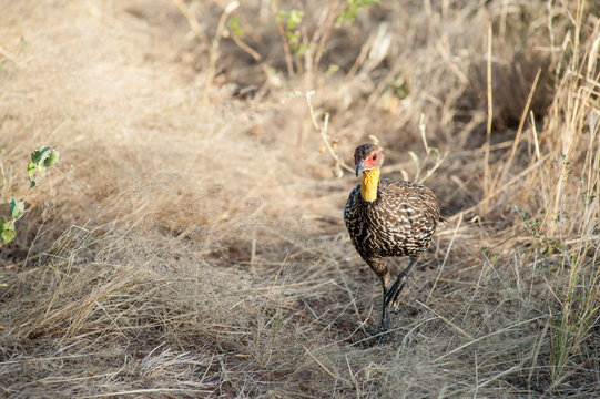 francolinus leucoscepus