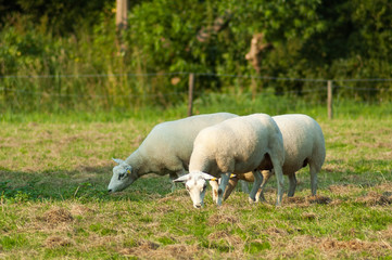 Obraz na płótnie Canvas Sheep grazing a meadow