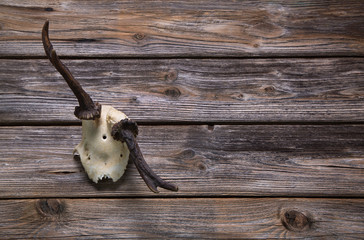 Jagdtrophäe: Reh Bock Geweih oder Horn