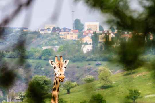 Giraffe Photo with Town on Background