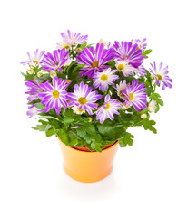 Potted flower