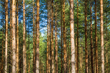 Pine forest backround