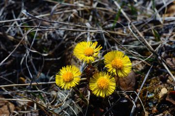 мать и мачеха