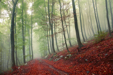 Fantasy foggy forest © robsonphoto