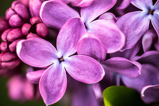 Fototapeta Zbliżenie kwiatów bzu