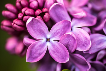 Close-up van lila bloemen