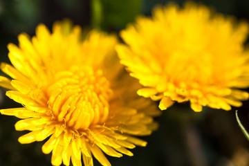 Closeup of two blooming yellow dandelion flowers