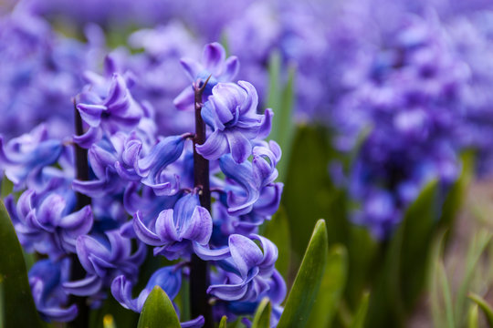 Blue flowers of Hyacinth