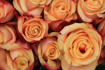 Multicolored wedding roses