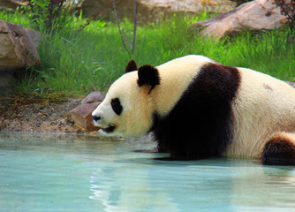 Bain de vapeur d'un panda géant