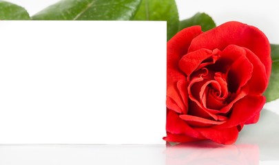 Obraz na płótnie Canvas czerwona róża i puste karty prezent dla tekstu na białym tle