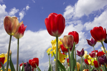 Obraz premium Colorful tulip field in Haymarket, Virginia.