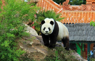 Crédence de cuisine en verre imprimé Panda Un panda géant en captivité
