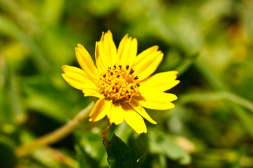Obraz premium the yellow flower in garden