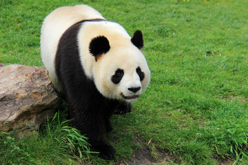 Obraz premium Panda géant