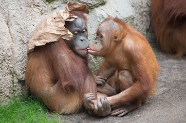 Orang Utan Mutter mit Kind